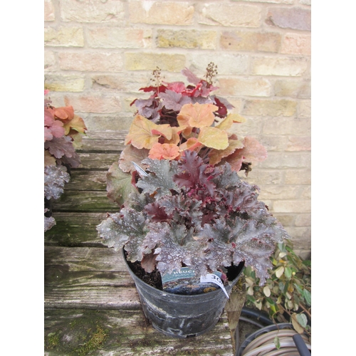 Lot 3001      