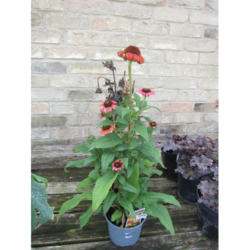 Lot 3006      