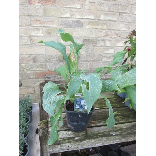 Lot 3007      