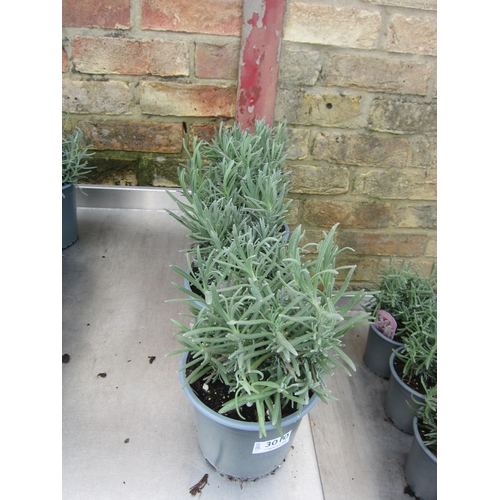 Lot 3010      