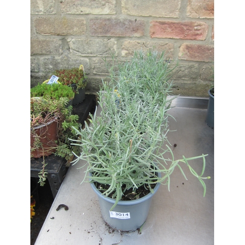 Lot 3014      