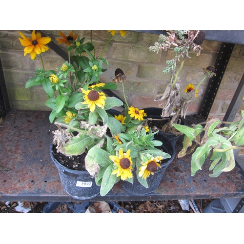 Lot 3022      