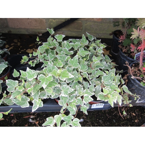 Lot 3026      