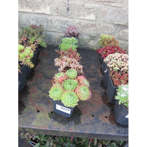 Lot 3029      