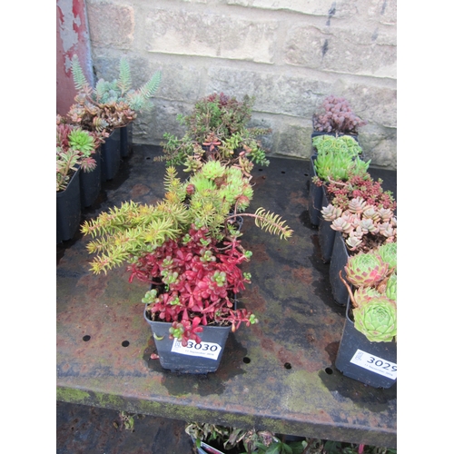 Lot 3030      
