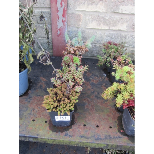 Lot 3031      