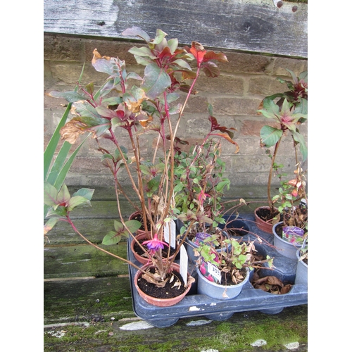 Lot 3037      
