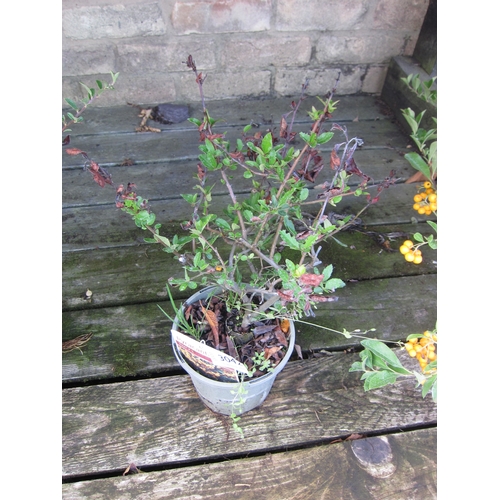 Lot 3042      