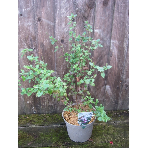 Lot 3050      