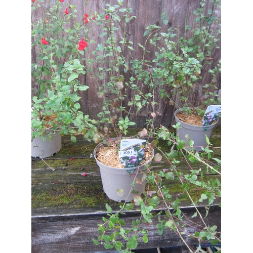 Lot 3051      