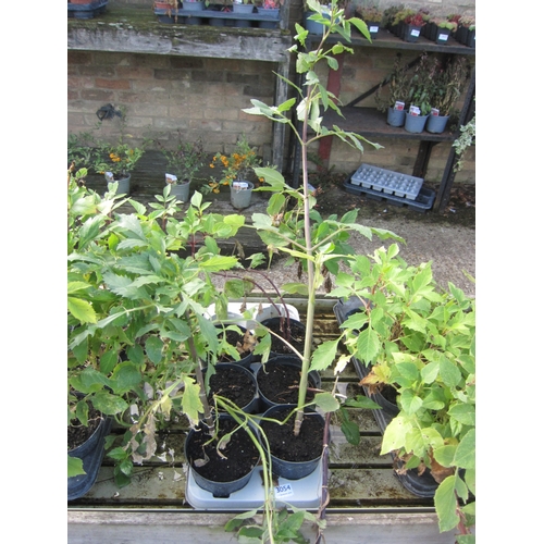 Lot 3054      