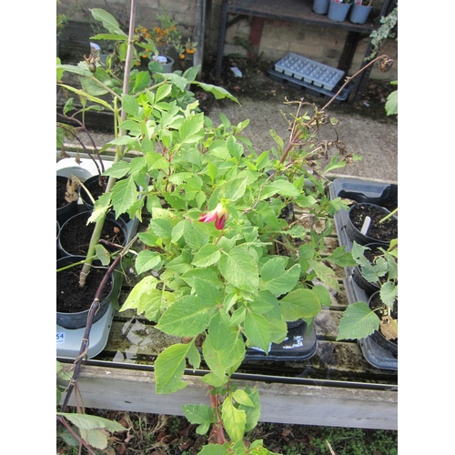 Lot 3055      