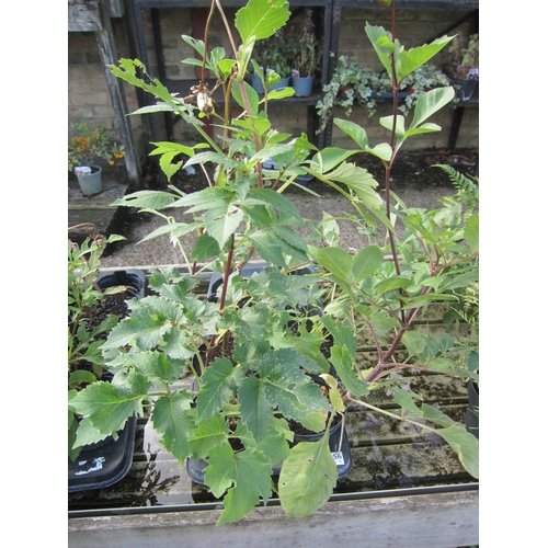 Lot 3056      