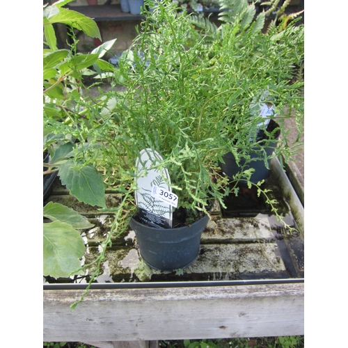 Lot 3057      