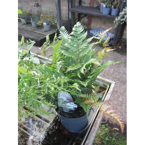 Lot 3058      
