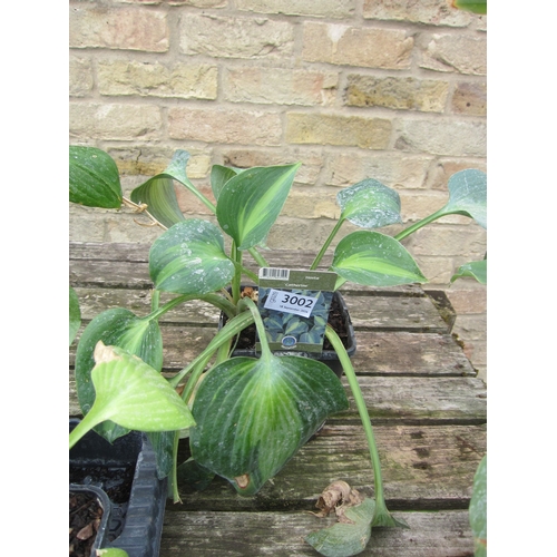 Lot 3002      