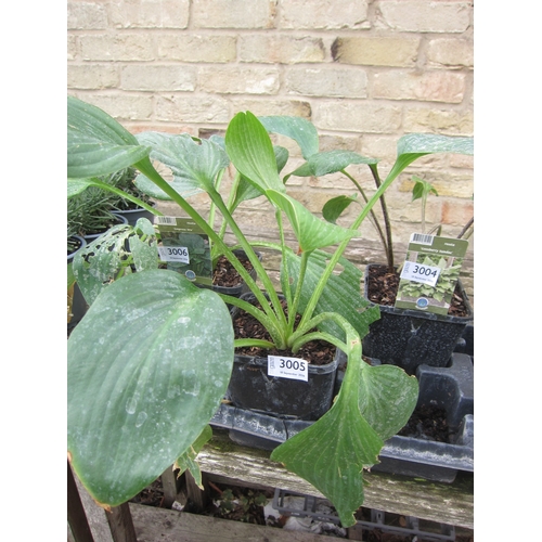 Lot 3005      