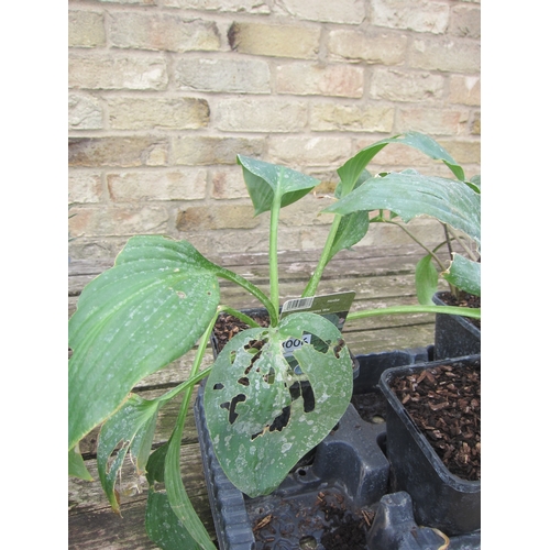 Lot 3006      