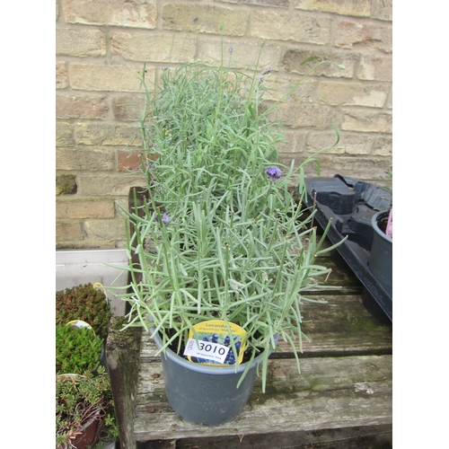 Lot 3010      