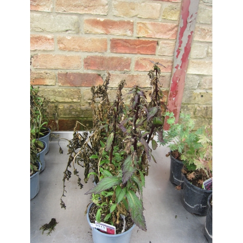 Lot 3015      