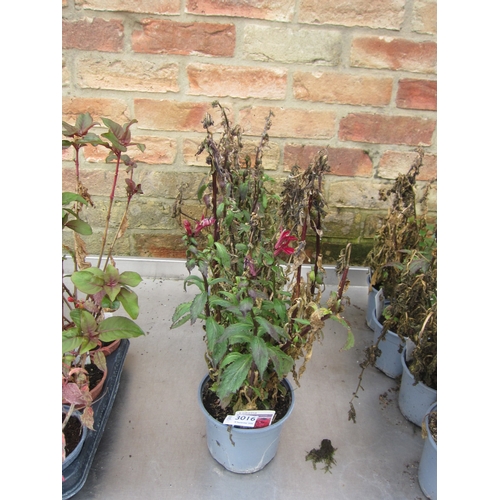 Lot 3016      