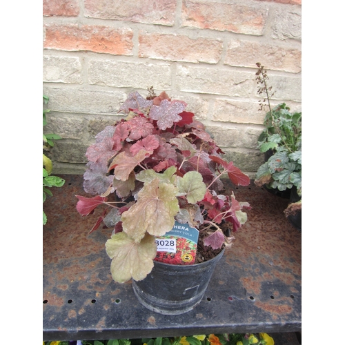 Lot 3028      