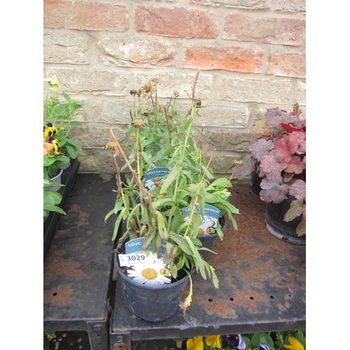 Lot 3029      