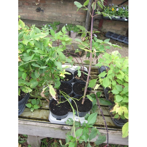 Lot 3052      