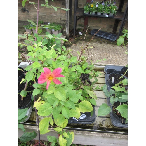 Lot 3053      
