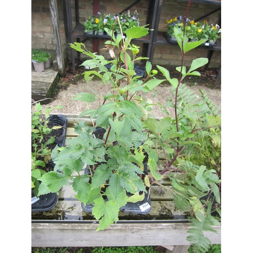 Lot 3054      