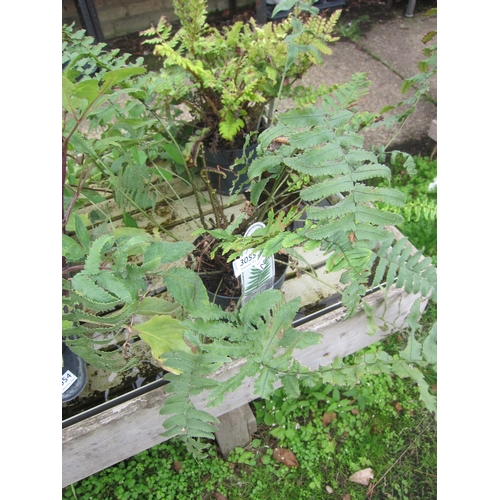 Lot 3055      