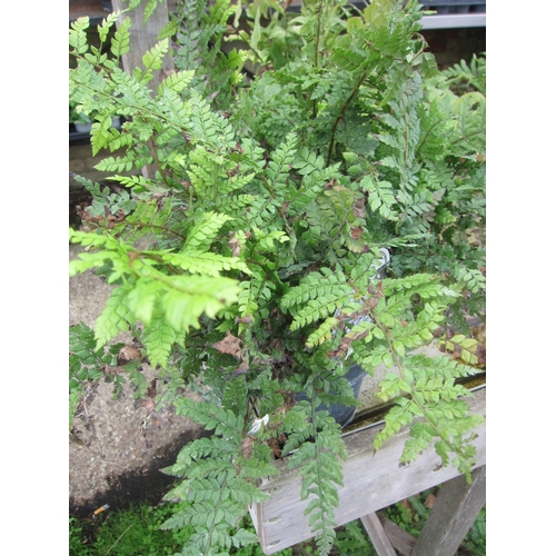 Lot 3057      