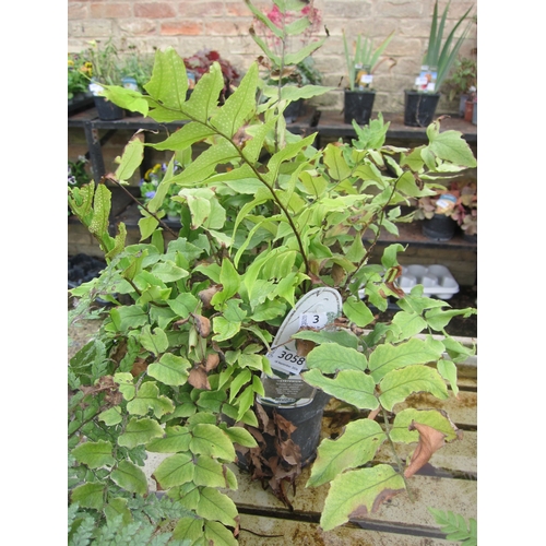 Lot 3058      