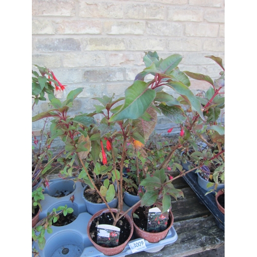 Lot 3009      