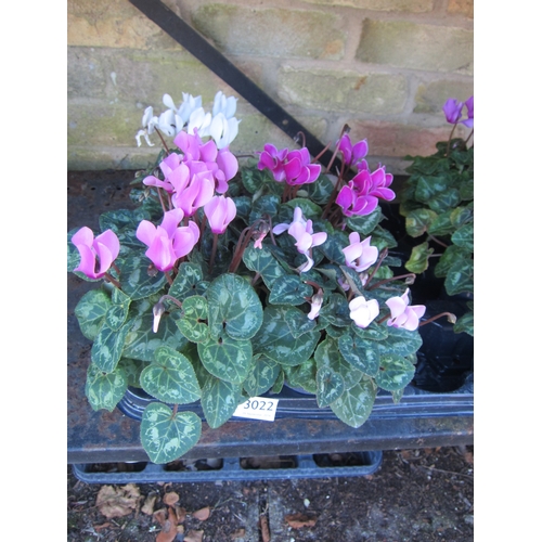 Lot 3022      