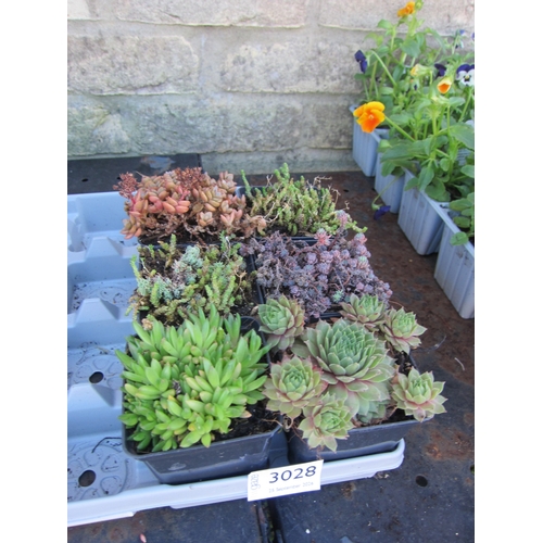 Lot 3028      