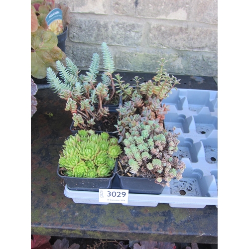 Lot 3029      