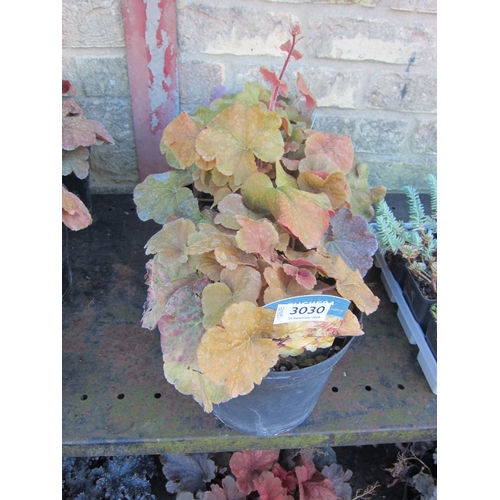 Lot 3030      