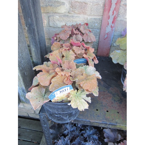 Lot 3031      