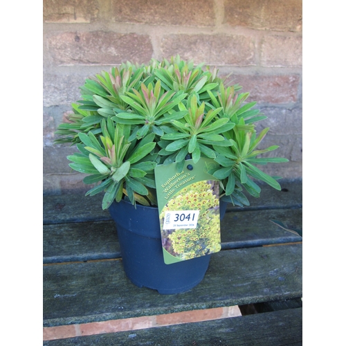 Lot 3041      