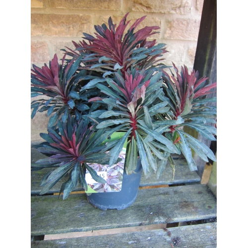 Lot 3045      