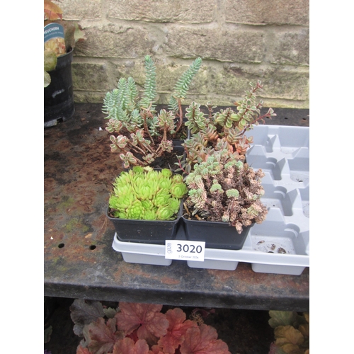 Lot 3020      