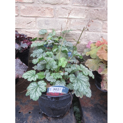 Lot 3025      