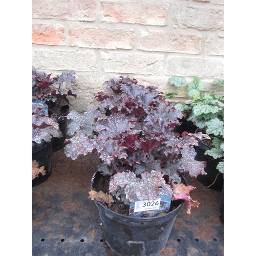 Lot 3026      