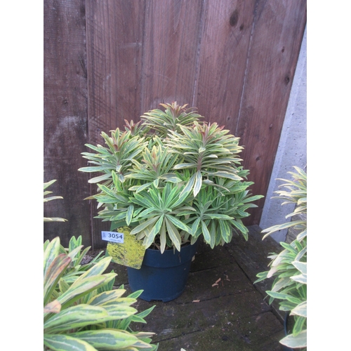 Lot 3054      