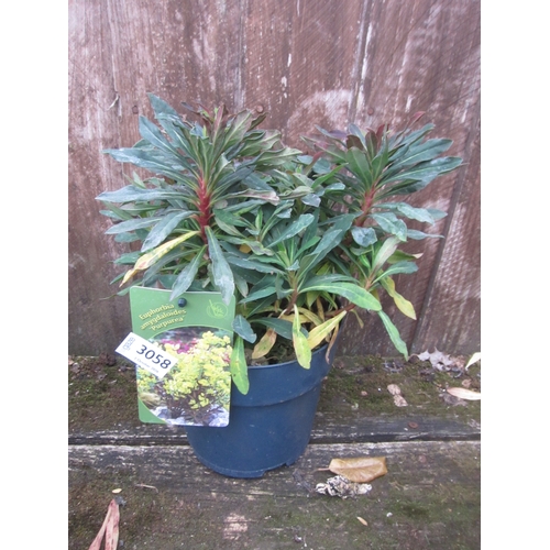 Lot 3058      