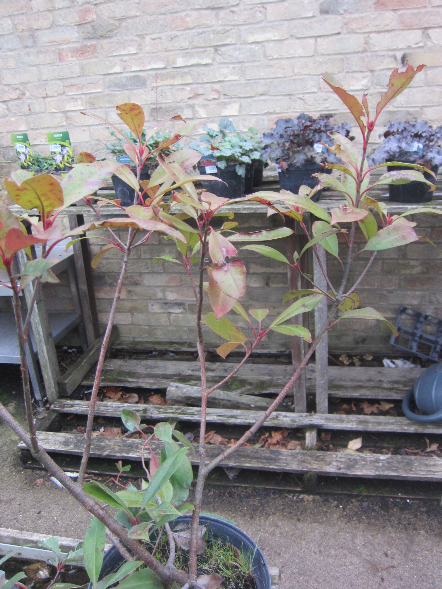 A Photinia 