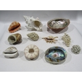A collection of sea shells and coral etc.