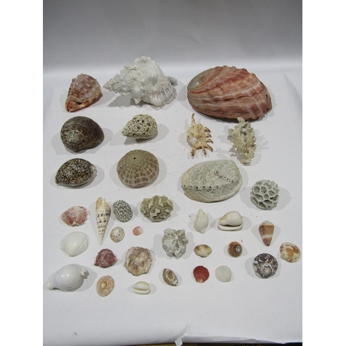 A collection of sea shells and coral etc.