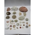A collection of sea shells and coral etc.